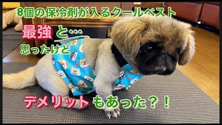 ＃ペキニーズ＃犬＃暑さ対策　クールベストをお気に召さない様子のペキニーズだが、あまりの暑さに良さがわっかたようです。