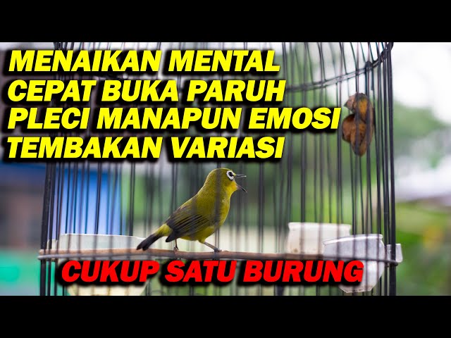 PANCINGAN PLECI CEPAT BUKA PARUH , CUKUP PUTAR MASTERAN INI SAJA class=