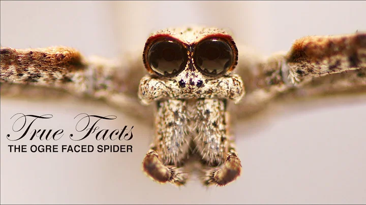 True Facts: The Ogre Faced Spider - DayDayNews