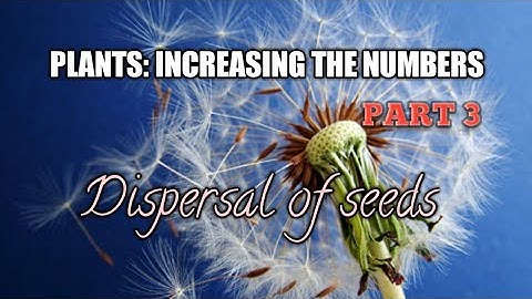 Class 5 | Plants: Increasing the numbers - Part 3 (Dispersal of Seeds)