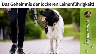 Das Geheimnis der lockeren Leinenführigkeit ➡ Jetzt im Video ✔