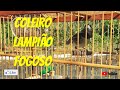 LAMPIÃO MUITO FOGOSO • COLEIRO VIVITI BAIANO                                   #COLEIRO#VIVITI#CANTO