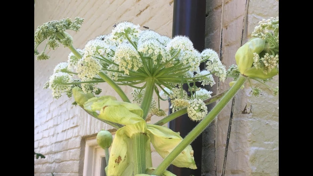 This invasive plant that burns people who touch it is a real-life Audrey 2