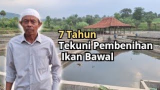 Budidaya ikan bawal di Bogor.  Produksi benih ikan bawal dari larva ke benih super