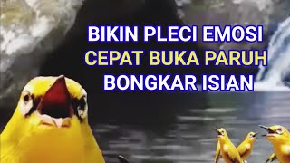 Mendongkrak Emosi Pleci, Cepat Buka Paruh Bongkar Isian, Terapi Pleci Nembak