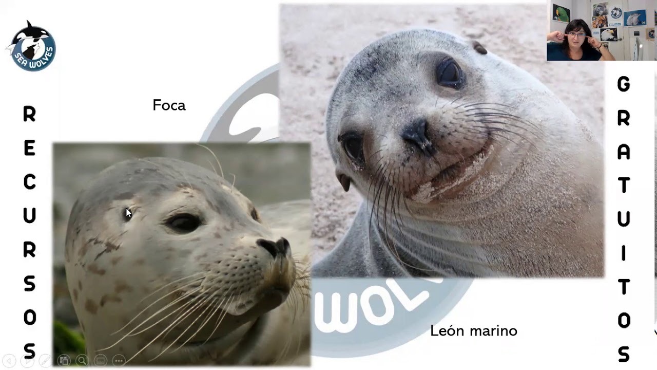 FOCA vs. LEÓN MARINO similitudes y diferencias YouTube