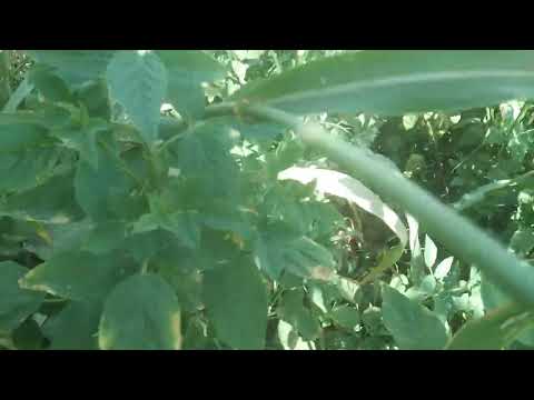 آڳاٽي باجهر پاڇاٽي 2month Ho Chuke Hen Barish Nhe Huae He Fir Bhe Allah Ka Shukar He Khet Sabz Hen 