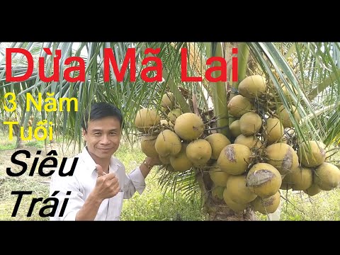 Tưởng khó mà dễ Kỹ thuật trồng dừa xiêm Mã Lai kiếm bộn tiền  Phụ Nữ   Gia Đình