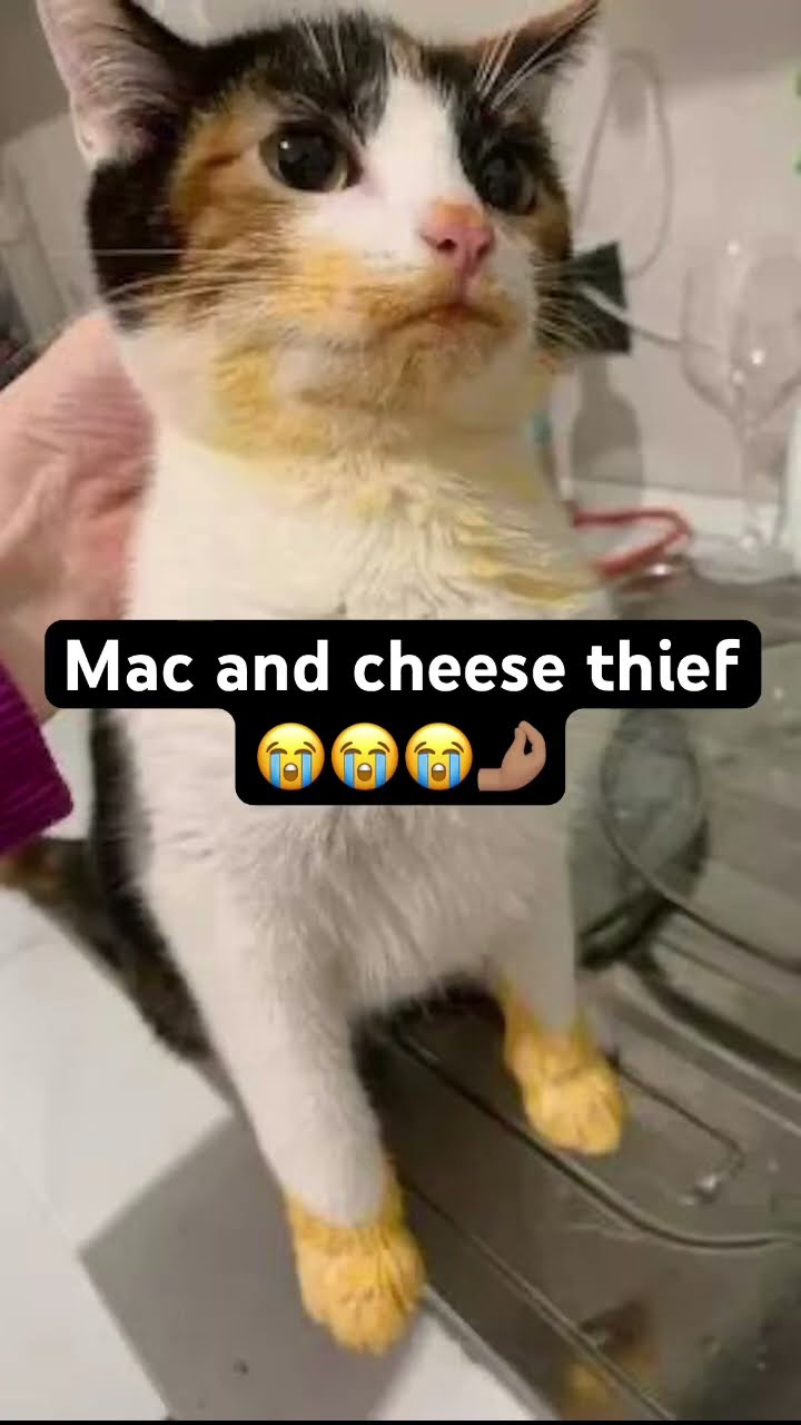 Mac and cheese thief Kittyo like I got prvnci playing now what
