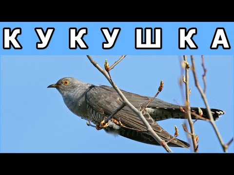 ОБЫКНОВЕННАЯ КУКУШКА