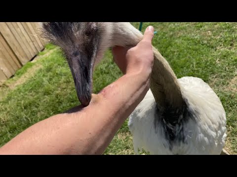 Video: Rozdiel Medzi Emu A Rhea