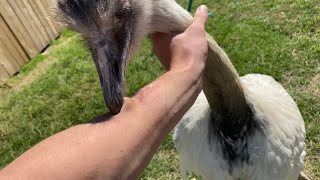 How To Survive A Rhea Attack (training Kevin p1)