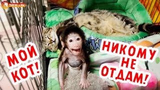 Маленькая обезьянка Люся ПРЯЧЕТ своего кота! Тайган.