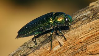 Rare European insect: Wood-boring beetle Eurythyrea quercus