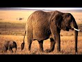 Elephant mother save baby! Part 2