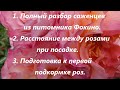 Как правильно посадить саженцы из питомника Фокино.