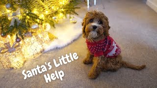 A Very Merry Cavapoo Christmas: Our Puppy's First Holiday Season