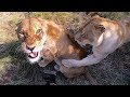 Claws Cut Deep! | The Lion Whisperer