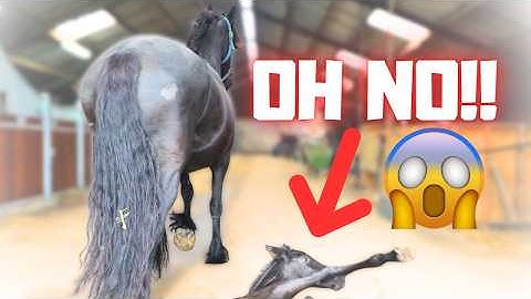 Naughty Little Elvis. His First Days in the World | Visiting Old Friends! | Friesian Horses