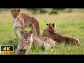 Our Planet : 4K African Wildlife - Kruger national Park In South Africa - 2HRS