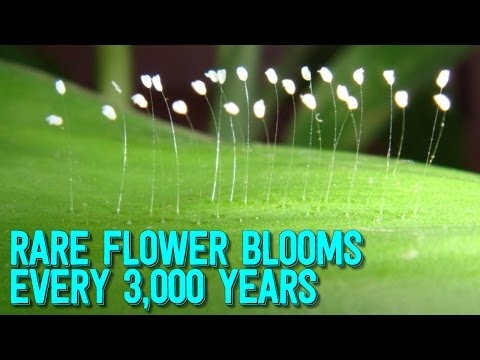 MYSTERIOUS Flower That Blooms  Every 3,000 YEARS Spotted Across Globe