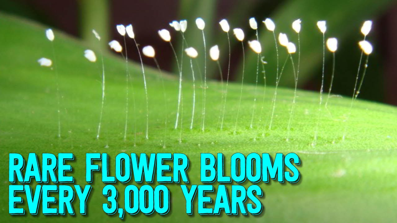 Mysterious flower that blooms every 3 000 years spotted across globe