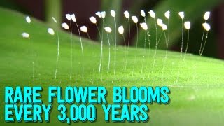 MYSTERIOUS Flower That Blooms  Every 3,000 YEARS Spotted Across Globe