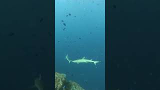 Diving a beautiful pass among sharks scubadiving sharks sharkdiving