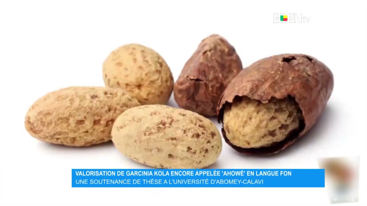 Santé: 06 vertus thérapeutiques imparables du petit colas (Ahowé) - Benin  Web TV