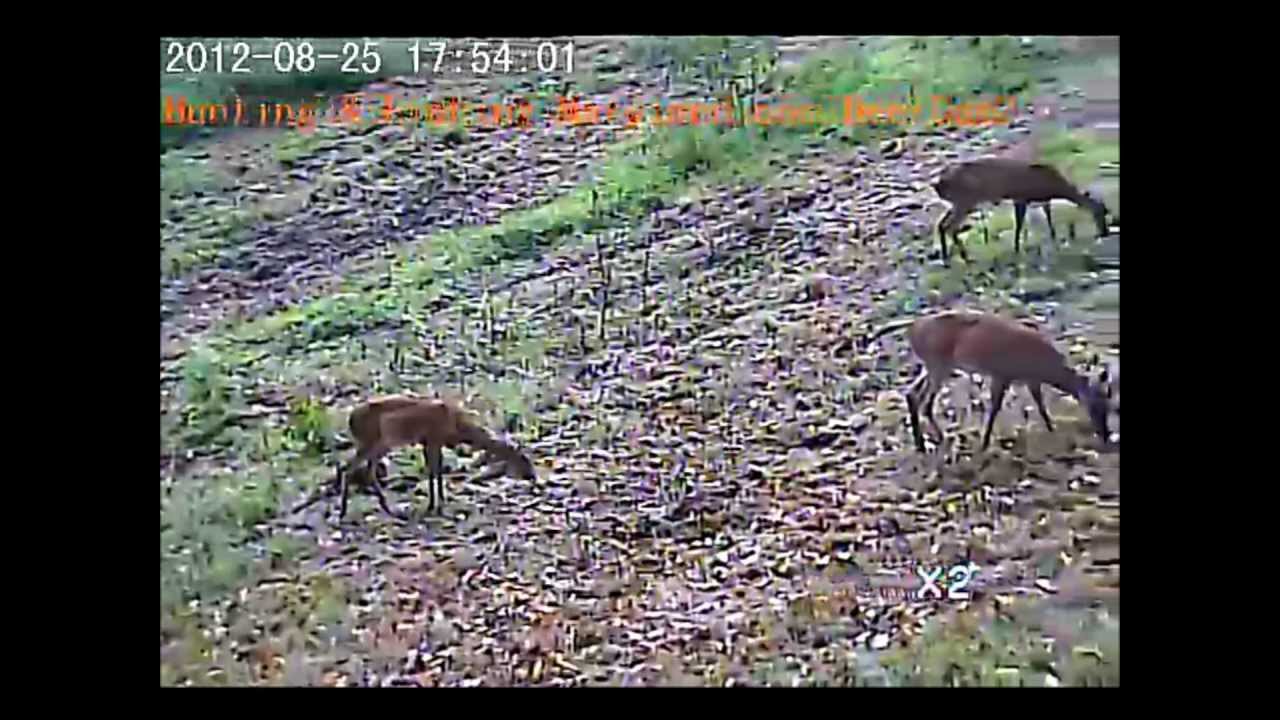 Live Cam Footage, Deer cam YouTube