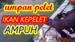 UMPAN IKAN MAS HARIAN MALAM HARI DARI BAHAN PELET - Durasi: 12.49. 