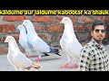 Shambhal wale kalddume kabootar  kyarish kadri pigeon