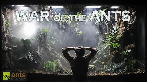 The Start of an ANT WAR in My Giant Rainforest Vivarium