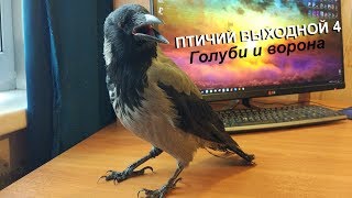 Птичий выходной 4. Голуби и ворона Птичий выходной 4. Голуби и ворона