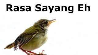 Video thumbnail of "Rasa Sayang Eh"