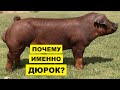 Свиньи Дюрок уход разведение и особенности породы | Свиноводство