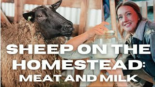 SHEEP ON THE HOMESTEAD! (spoiler: they&#39;re the best)