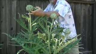 Artichokes- 2nd Year Grow Tips- 