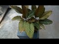 การตอนมะละกอ โดยไม่ใช้ดิน ไม่ใช้แกลบ ไม่ใช้ขุยมะพร้าว ใช้แค่น้ำเปล่า Crop cultivation method  7318
