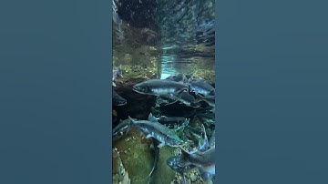Thumbnail of heaven in underwater world #viral #nature #trending #short #underwater #travel #song #monsoon