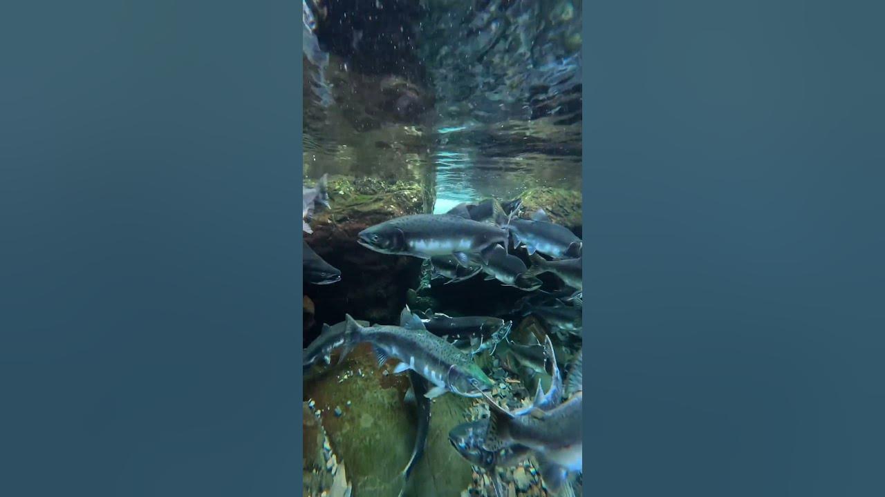 heaven in underwater world #viral #nature #trending #short #underwater #travel #song #monsoon