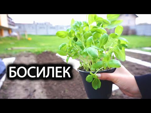 Видео: Отглеждане на босилек - Как да отглеждате босилек във вашата градина