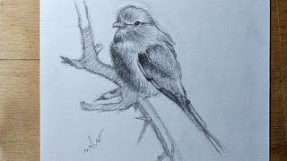 Frais Draw a bird | how to draw bird step by step | bird on tree