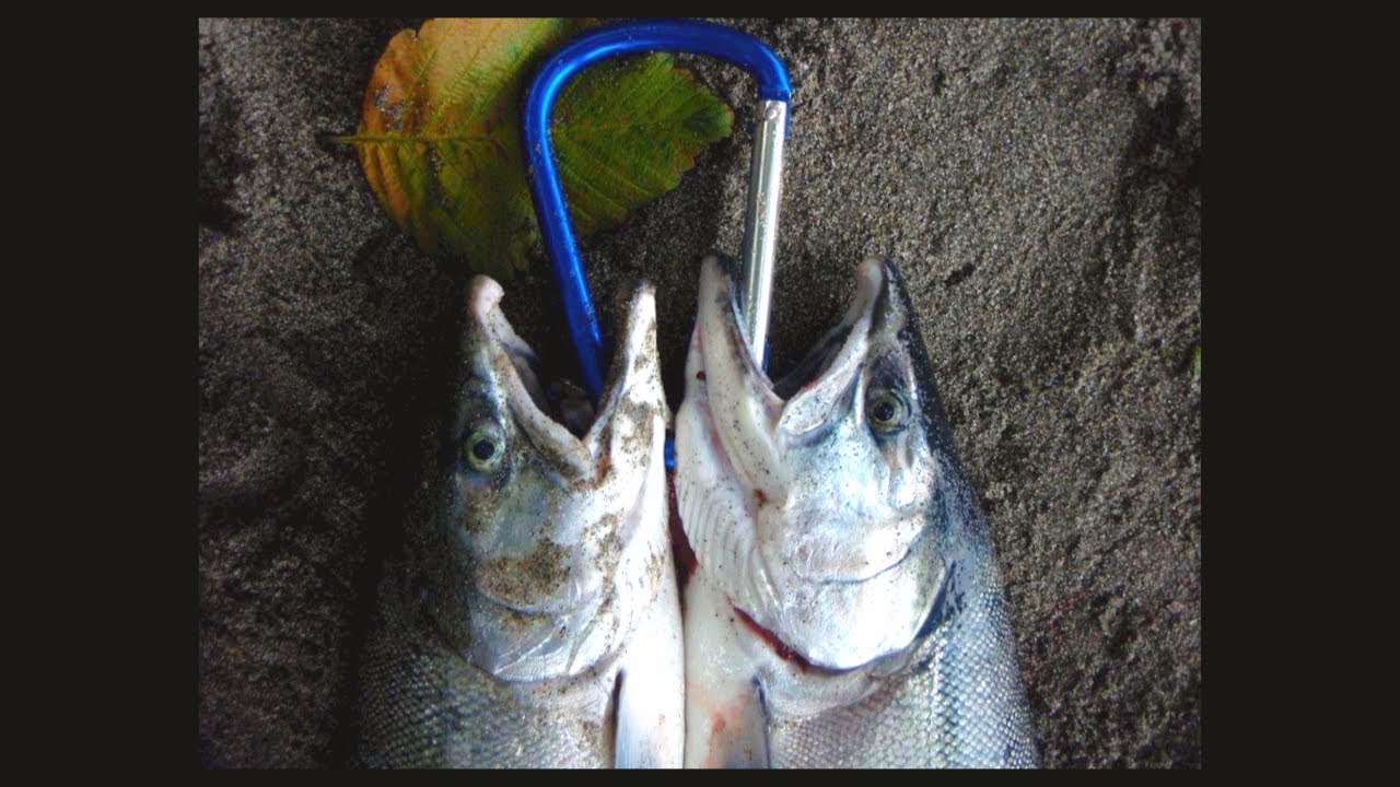 My 4 Alternative Beach Lures for Coho Salmon 