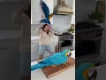 My Parrot’s Hilarious Reaction to a Parrot Cake! #shorts #cake