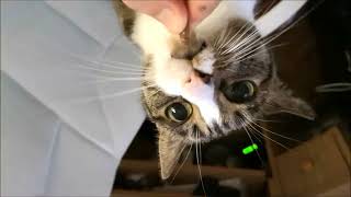Bobo and Nikita Cats - Random Moments #4 by Krzysztof Smejlis 1,217 views 1 year ago 1 minute, 50 seconds