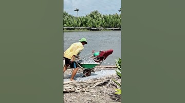 Cá tra| cá tra sông| câu cá thiên nhiên Trung Nghĩa #fishing #caucathugian #fish #gofishing #cctntn