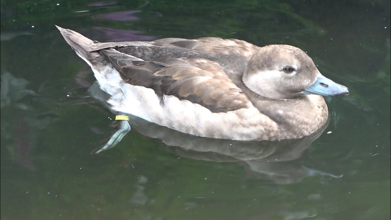 Long-tailed Duck