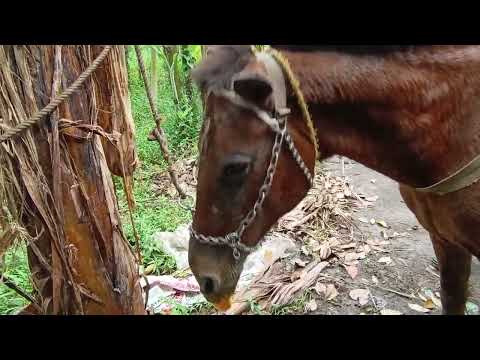 Feeding my horse with papaya fruits