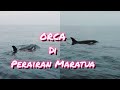 Paus ORCA di perairan pulau Maratua KalTim
